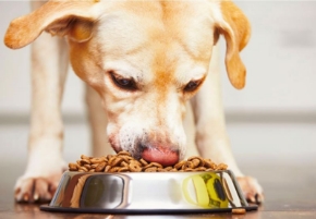 Picture for category Dog Food